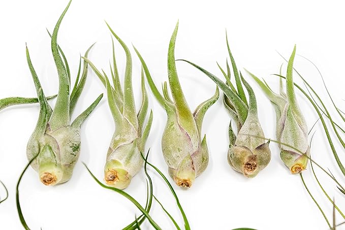 Pack of Wild Ones Air Plants - Tillandsia Caput Medusae, Butzii & Bulbosa Guatemala - Succulent House Plants for Holders - Available in Wholesale/Bulk - Easy Care Indoor/Outdoor Plants (Pack of 50)