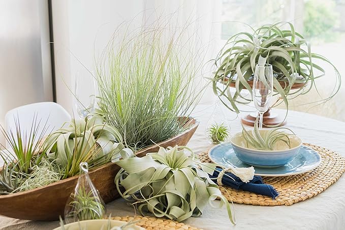Stunning Flat Bottom Globe Terrarium Kit with Small Assorted Air Plants, Beige Stones and Moss Plant Terrarium - Live Tillandsia Air Plants Holder–Glass Terrariums for Plants and Succulents