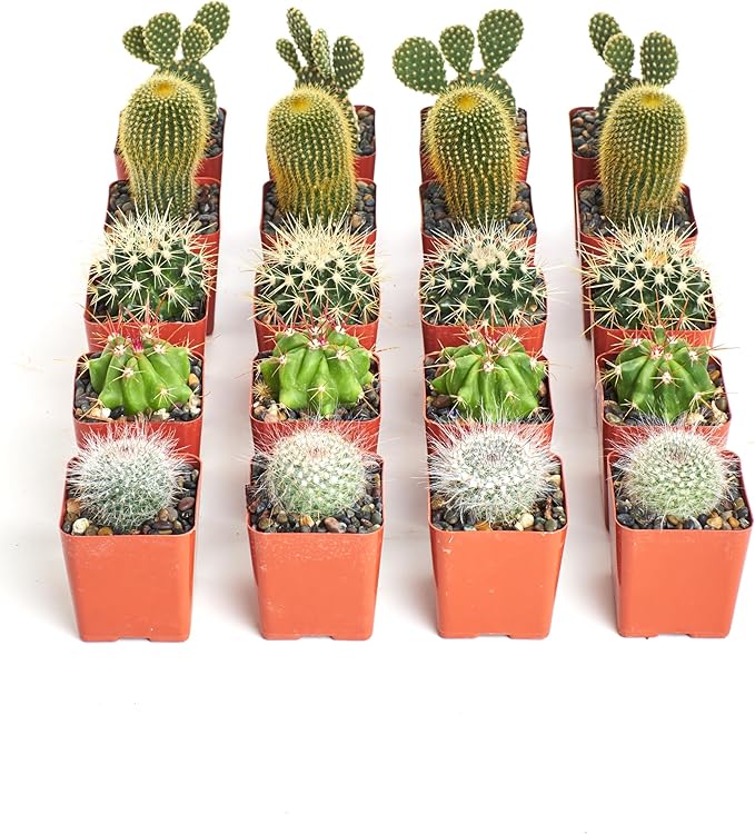 Shop Succulents Premium Live Mini Cactus Plants in Bulk 2" Pots, Easy Care Indoor or Outdoor Gardening, Terrariums, Favors, & Contemporary Spaces with Hardy, Resilient Varieties, Pack of 100