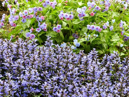 Greenwood Nursery: Live Ground-Cover Plants - Blueberry Muffin Bugleweed + Ajuga Reptans - [Qty: 1x Pint Pot] - (Click for Other Available Plants/Quantities)