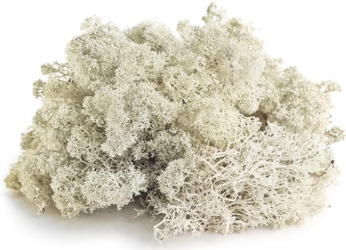 SuperMoss (23193) Reindeer Moss Preserved, White, 8oz Bag