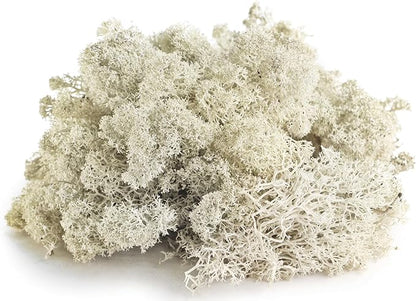 SuperMoss (23193) Reindeer Moss Preserved, White, 8oz Bag