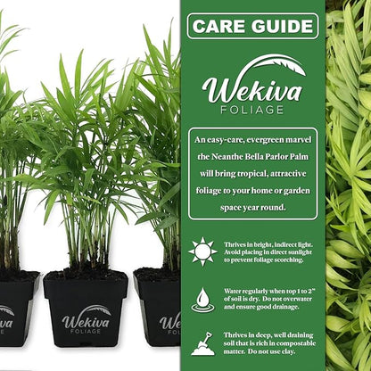 Neanthe Bella Parlor Palm - 3 Live Starter Plants - Chamaedorea Elegans - Beautiful Elegant Lush Tropical Easy Care Indoor Houseplant