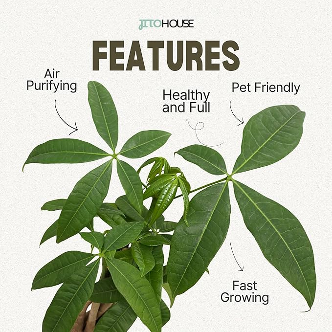 Money Tree Live Plant up to 16" Tall | Symbol of Luck & Wealth Feng Shui Chinese Bonsai Gift | Pet Friendly | Easy Care Beginner for Business and Office by JitoHouse