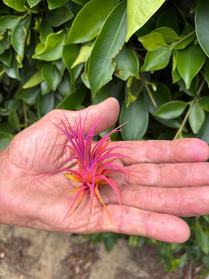 Air Plants - Tillandsia Ionantha - Organically Enhanced Color - Live Arrival Guaranteed - House Plants for Home Decor & Gift (2 Tone 4pk) (4pk Mix 2-Tone Mix Barrels)
