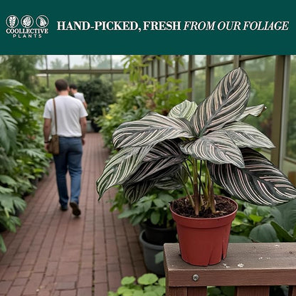 Calathea Ornata – Live Plant in 4" Grower’s Pot, Easy to Grow Low Maintenance Indoor Houseplant, Includes UniHeat Pack for Winter Protection