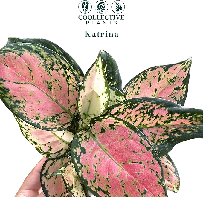 CoollectivePlants Aglaonema Katrina – Aglaonema Live Plant in 4” Grower’s Pot, Chinese Evergreen Plant Live, Green and Pink Variegated Foliage, Includes UniHeat Pack for Winter Protection