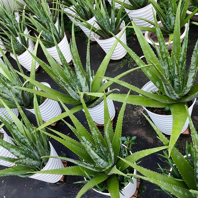 Live Aloe Vera Plant Succulent Trees | Aloe Vera Chinensis in Size 4 Inch Pot | Suitable for Indoor or Outdoor Garden | Easy-Growing Aloe Vera Pen Plant Ideal for Home Décor