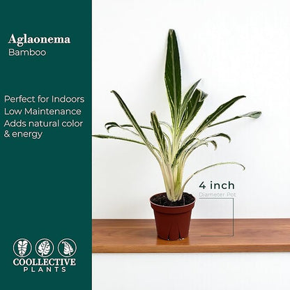 CoollectivePlants Aglaonema Bamboo – Live Indoor Plant in 4" Growers Pot - Elegant Green & Silver Foliage, Easy Care Low Light Houseplant