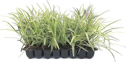 Variegated Liriope | 40 Live Plants | Liriope Muscari Variegata | Ornamental Ground Cover Plants | Evergreen Foliage