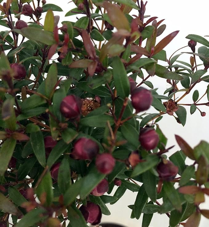 Biblical Myrtle Herb Plant - Myrtus - Ancient Herb - 4.5" Pot - Topiary