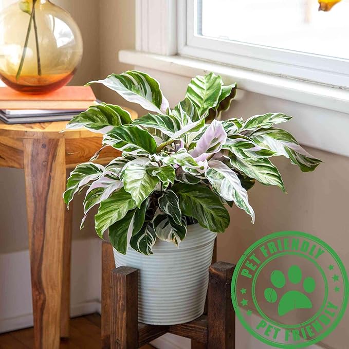 Calathea White Fusion Live Plant for Indoor | Different Houseplants in 4'' & 6'' Pot | Real House Plant for Living Room, Office, Desk & Bathroom | Peacock Plant | Zebra Plant