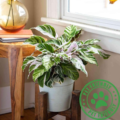 Calathea White Fusion Live Plant for Indoor | Different Houseplants in 4'' & 6'' Pot | Real House Plant for Living Room, Office, Desk & Bathroom | Peacock Plant | Zebra Plant