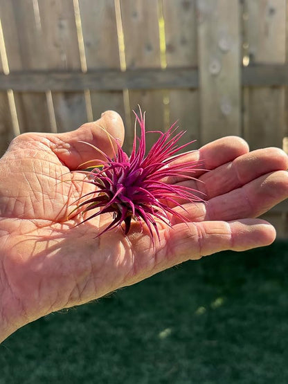 Air Plants - Tillandsia Ionantha - Organically Enhanced Color - Live Arrival Guaranteed - House Plants for Home Decor & Gift (Rose Pink 3 Pk + Black Heart)