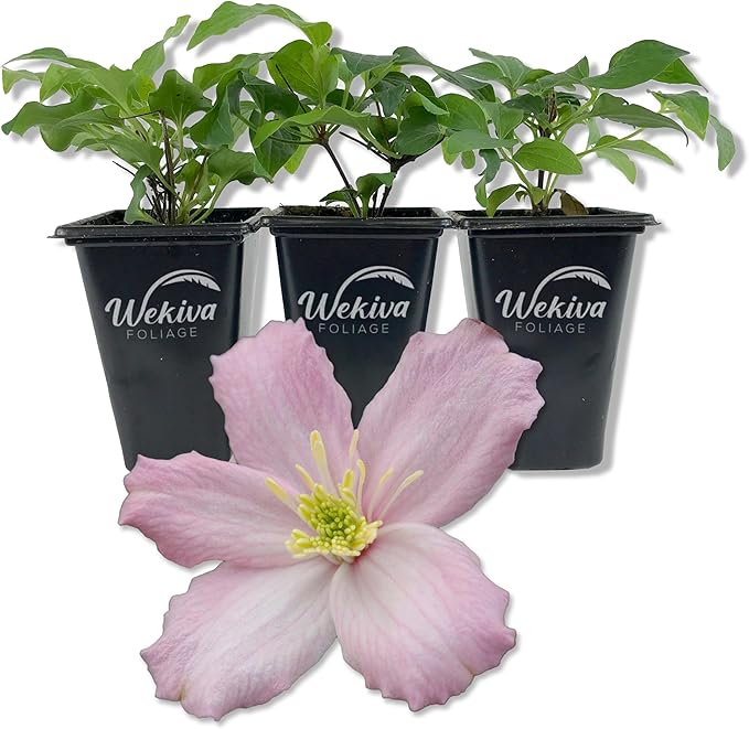 Clematis Montana Elizabeth - 3 Live Starter Plants in 2 Inch Growers Pots - Starter Plants Ready for The Garden - Rare Clematis for Collectors