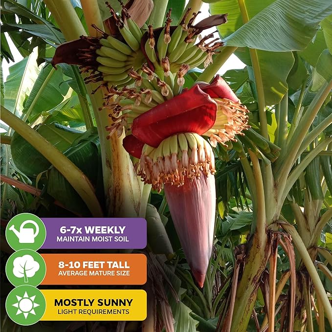 Gran Nain Banana Tree (Grand Nain) Live Plant - Musa acuminata - Wellspring Gardens - Easy to Grow Starter Plants Great for Nature Lovers & Gardeners - Outdoor Planting in Home, Garden, Patio & Yard