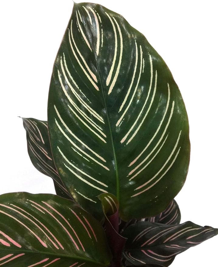 Pin Stripe Calathea - Live Plant in a 4 Inch Pot - Calathea Ornata - Beautiful Easy to Grow Air Purifying Indoor Plant