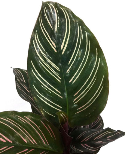 Pin Stripe Calathea - Live Plant in a 4 Inch Pot - Calathea Ornata - Beautiful Easy to Grow Air Purifying Indoor Plant