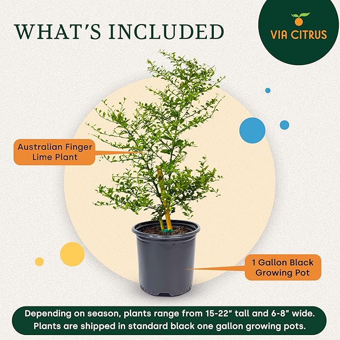 Australian Finger Lime Trees Live Plants 2-3' Tall - Fresh Finger Limes, Dwarf Lime Tree Live Plant, Indoor Fruit Trees, Housewarming Gifts, Cannot Ship: CA,AZ,TX,LA, Plant Tree Pot by Via Citrus