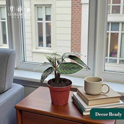 Calathea Beauty Star | Live Plant in a 4 Inch Growers Pot, Live Indoor, Easy to Grow, Easy to Care, and Low Maintenance Houseplant (4" Pot)