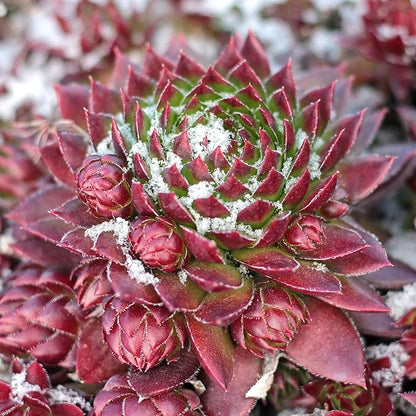 Mountain Crest Gardens Sempervivum Succulent Variety Pack - 20 Hardy Live Rosette Plants, No Repeats, Rooted in 2 Inch Pots - Succulents for Rock Gardens, Containers, DIY Displays