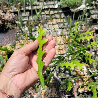 Planet Desert Epiphyllum anguliger Fishbone Cactus Cutting
