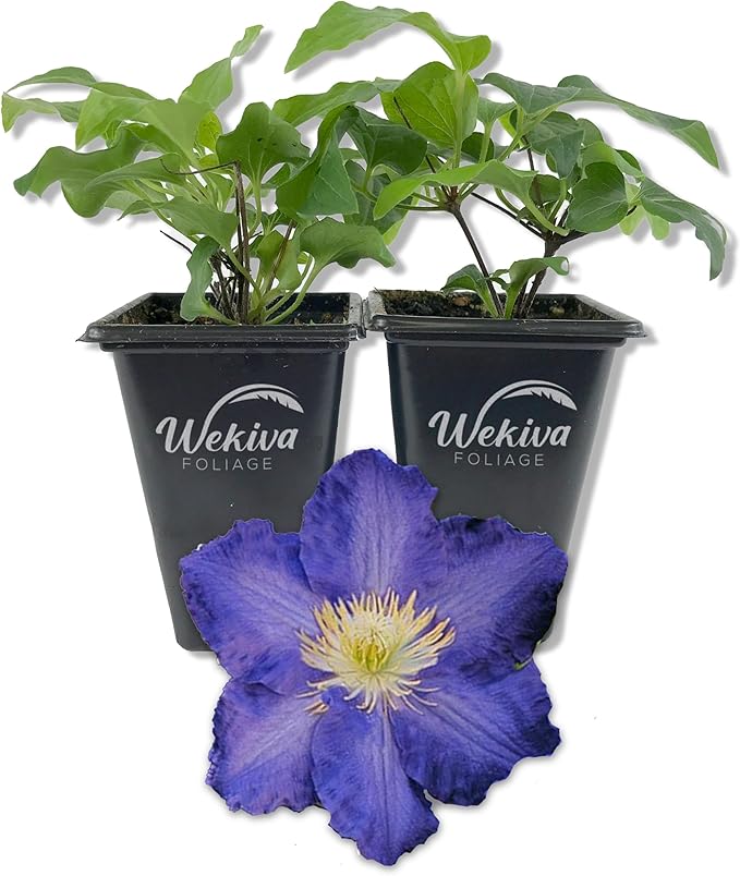 Clematis Ravel - 2 Live Starter Plants in 2 Inch Growers Pots - Starter Plants Ready for The Garden - Rare Clematis for Collectors