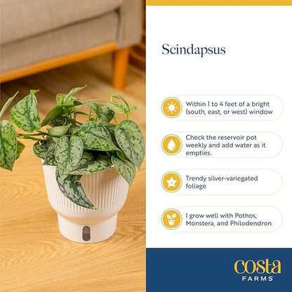 Costa Farms Scindapsus Platinum Java Live Plant in Self Watering Pot, Indoor Houseplant, Perfect for Home, Room, or Office Decor, Great House Warming or Birthday Gift, 9-12 Inches Tall