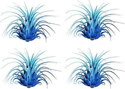 Air Plants - Tillandsia Ionantha - Organically Enhanced Color - Live Arrival Guaranteed - House Plants for Home Decor & Gift (2 Tone 4pk) (2 Tone 4Pk Coastal Hues)