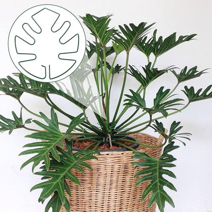 5 PCS Iron Monstera Plant Support, Plant Supports for Indoor Plants, Metal Monstera Plant Stabilizer, Plants Stem Holder for Thriving Growth Indoor Plants(Green)