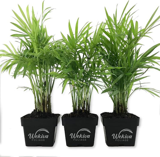 Neanthe Bella Parlor Palm - 3 Live Plants in 3 Inch Pots - Chamaedorea Elegans - Beautiful Clean Air Indoor Houseplant