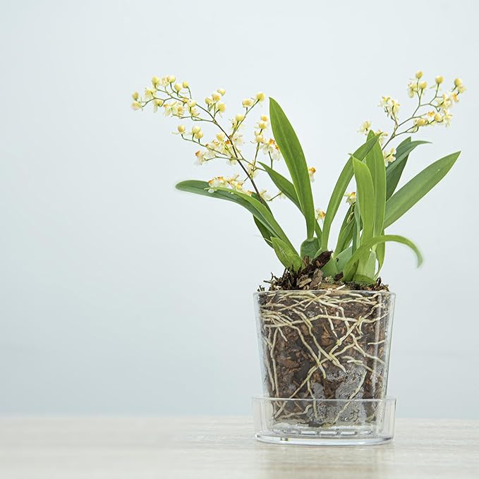 Phoenix Vine 3.5 Inch Clear Acrylic Planter Pot with Tray, Orchid Pot with Drainage Holes, Deep Saucer for Bottom Watering, Transparent Containers for Indoor Plants, Herbs, Set of 4, 91-A-D-4