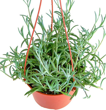 Shop Succulents String of Fishhooks Hanging Succulent, Senecio Radicans Glauca, Fully Rooted Live 6" Succulent Plant with Hanger, Low Maintenance Indoor Plant, Hardy Trailing Succulents, Gift & Garden