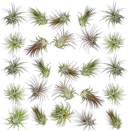 ragnaroc Air Plants Bulk - Tillandsia Ionantha Wholesale Pack, Regular 1-3" - 25ct - Live Arrival Guaranteed - House Plants for Home Decor & Gift