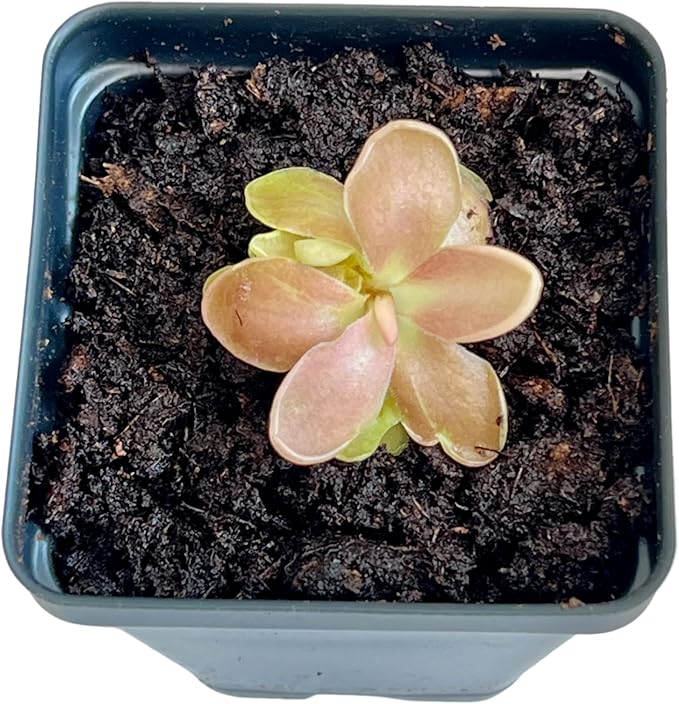 Live Pinguicula Fumiko Butterwort Carnivorous Plant, Pet-Safe, Unique Gift for Plant Lovers & Collectors