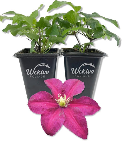 Clematis Niobe - 2 Live Starter Plants in 2 Inch Growers Pots - Starter Plants Ready for The Garden - Rare Clematis for Collectors