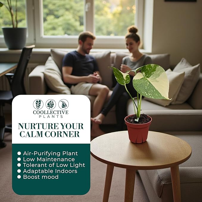 CoollectivePlants Monstera Thai Constellation – Rare Thai Constellation Monstera Live Plant in 4″ Grower’s Pot, Live Indoor House Plants, Low Maintenance Houseplant
