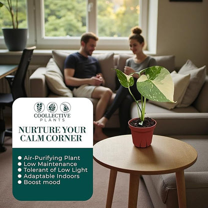 CoollectivePlants Monstera Thai Constellation – Rare Thai Constellation Monstera Live Plant in 4″ Grower’s Pot, Live Indoor House Plants, Low Maintenance Houseplant