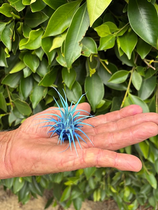 Air Plants - Tillandsia Ionantha - Organically Enhanced Color - Live Arrival Guaranteed - House Plants for Home Decor & Gift (2 Tone 4pk) (4pk Mix 2-Tone Mix Barrels)