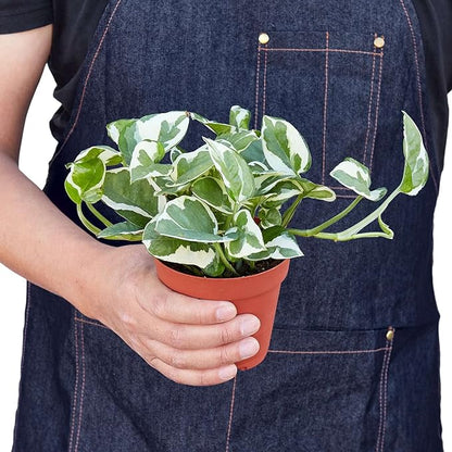 Pothos 'N'joy' Live Plant for Indoor | Different Houseplants in 4'' & 6'' Pot | Real House Plant for Living Room, Office, Desk & Bathroom | Epipremnum Aureum