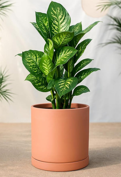 D'vine Dev Large 10 Inch Terracotta Plant Pot with Drainage Hole and Saucer, Round Cylinder Planter Pot for Indoor Plants, Set of 2, 40-X-B-5