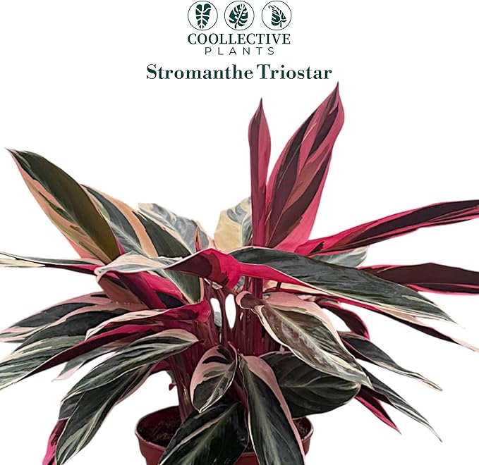 CoollectivePlants Stromanthe Triostar – Live Plant in 6″ Grower’s Pot, Easy Care and Low Maintenance Indoor Houseplant, Includes UniHeat Pack for Winter Protection