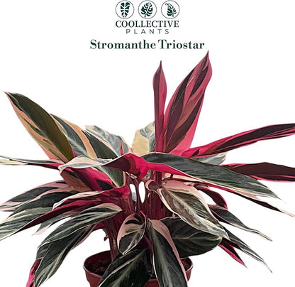 CoollectivePlants Stromanthe Triostar – Live Plant in 6″ Grower’s Pot, Easy Care and Low Maintenance Indoor Houseplant, Includes UniHeat Pack for Winter Protection
