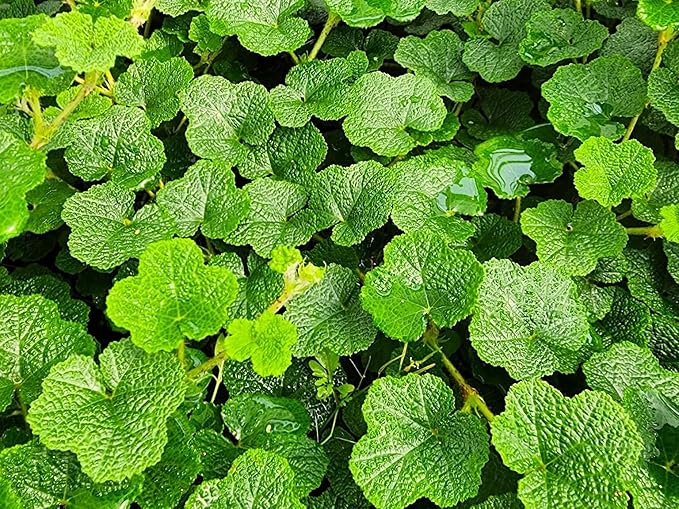Greenwood Nursery: Live Ground-Cover Plants - Creeping Raspberry + Rubus Calycinoides - [Qty: 5X Pint Pot] - (Click for Other Available Plants/Quantities)