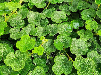 Greenwood Nursery: Live Ground-Cover Plants - Creeping Raspberry + Rubus Calycinoides - [Qty: 2X Pint Pot] - (Click for Other Available Plants/Quantities)