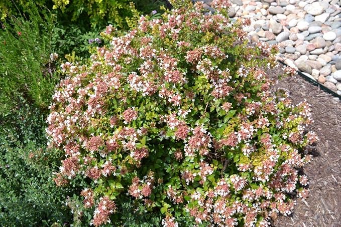 Abelia Chinensis Rose Creek - 20 Live Plants - Flowering Deer Resistant Butterfly Attracting Shrub