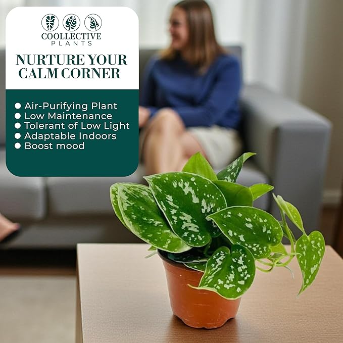 Pothos Satin – Live Plant in 4″ Grower’s Pot, Easy to Grow Low Maintenance Indoor Houseplant, Live Indoor, Includes UniHeat Pack for Winter Protection