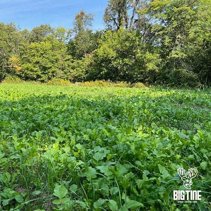 Big Tine Food Plot Mix, Deer Attractant, Buck Brunch, No-Till Food Plot Mix, 4 lbs Bag, Great for Remote Plots, Fast Growing, Shade Tolerant