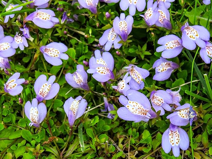 Greenwood Nursery: Live Ground-Cover Plants - Creeping Mazus Reptans Walk On - [Qty: 3X 3.5 Pots] - (Click for Other Available Plants/Quantities)