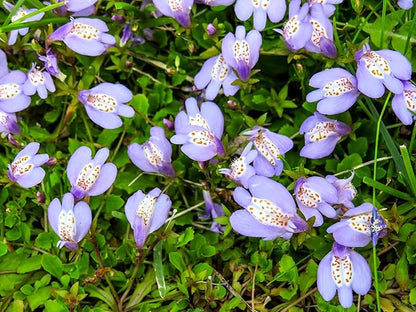 Greenwood Nursery: Live Ground-Cover Plants - Creeping Mazus Reptans Walk On - [Qty: 3X 3.5 Pots] - (Click for Other Available Plants/Quantities)